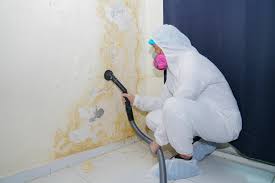 Why You Should Choose Our Mold Remediation Services in Vassar College, NY